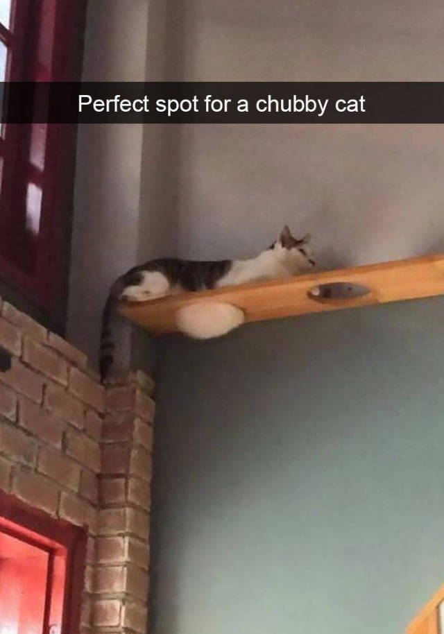 Cats Make The Best Snapchats Possible