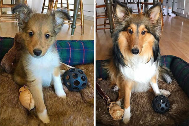 Grown Up Dogs Seem To Be Completely Different Than They Were As Puppies
