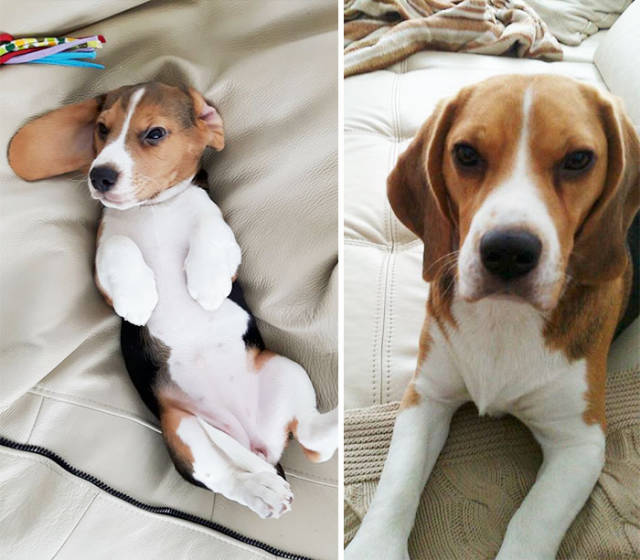 Grown Up Dogs Seem To Be Completely Different Than They Were As Puppies