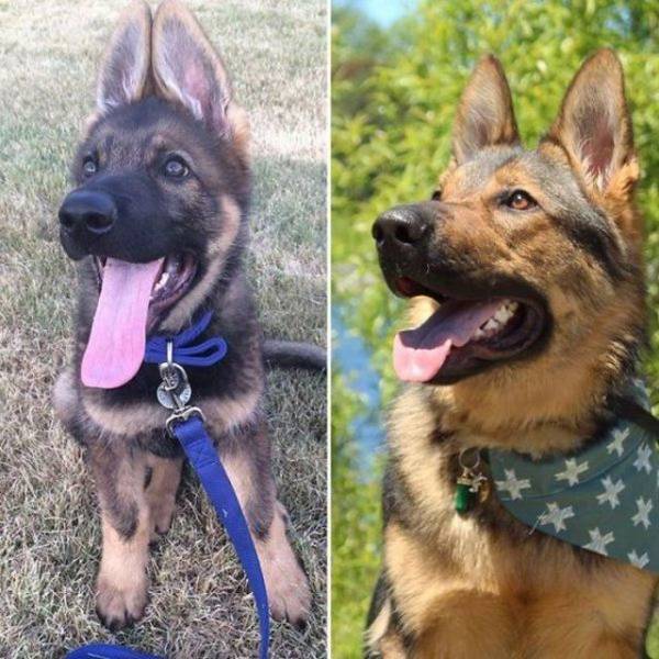 Dogs Grow And Their Cuteness Grows With Them