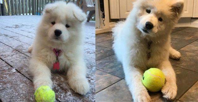 Dogs Grow And Their Cuteness Grows With Them