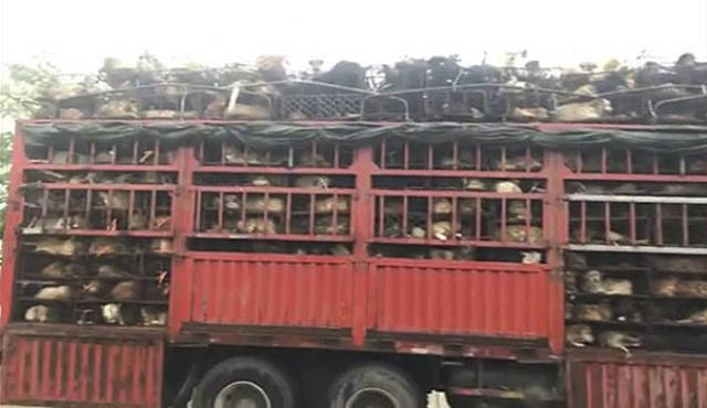 More Than 1000 Dogs Were Saved From Certain Death By Chinese Animal Rights Activists!