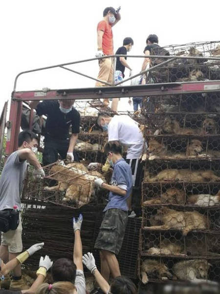 More Than 1000 Dogs Were Saved From Certain Death By Chinese Animal Rights Activists!