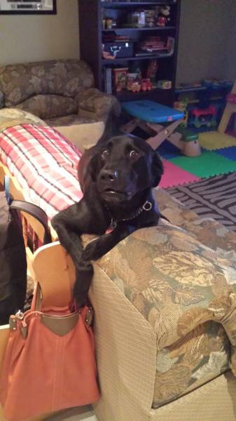 These Pets Were Caught In The Act But They Regret Nothing
