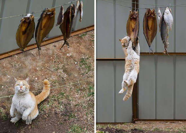 These Pets Were Caught In The Act But They Regret Nothing