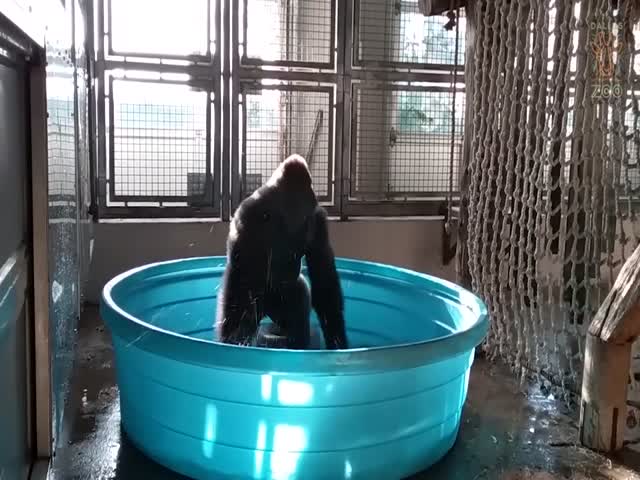 Even Gorillas Are Up For Some Pool Dancing