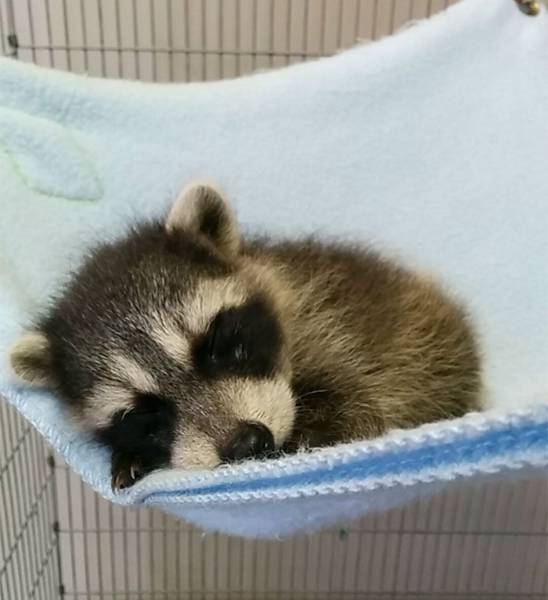 Raccoons Might Steal Your Trash… And Your Heart