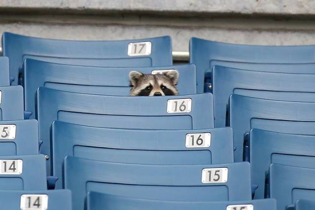 Raccoons Might Steal Your Trash… And Your Heart