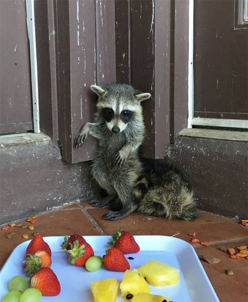 Raccoons Might Steal Your Trash… And Your Heart