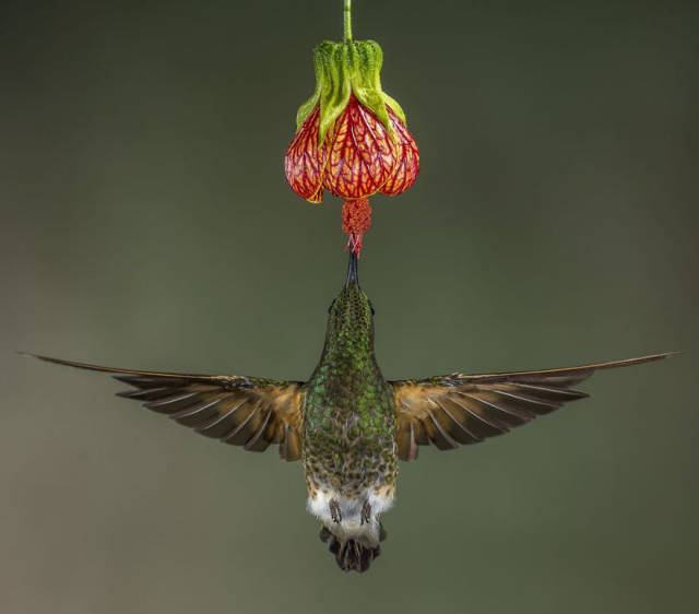 Nothing Shows Nature’s Beauty Better Than National Geographic’s Photo Contests!