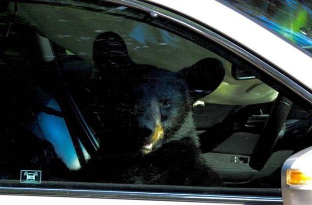 This Black Bear Got Locked In The Car, And You Could Easily Guess What Happened Next…