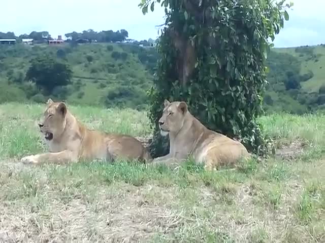 This Lioness Was Far More Clever Than They Thought…