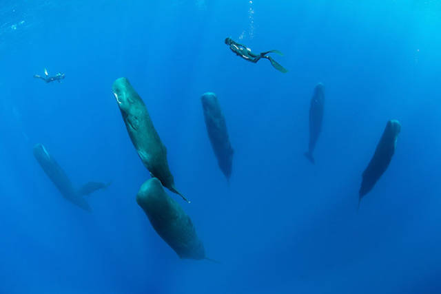 These Pictures Of Sleeping Whales Is A Very Rare Sight To See