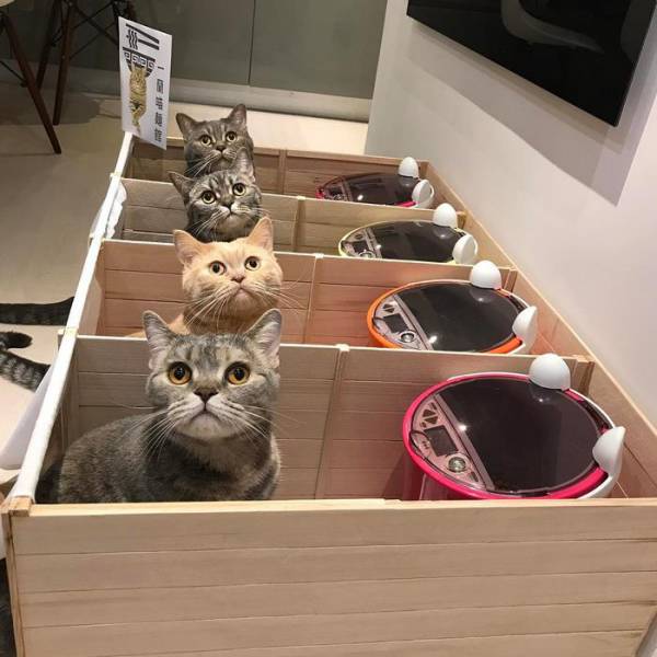 This Dad Cat Was Stealing Food From His Kids, So His Humans Had To Teach Him Some Manners…