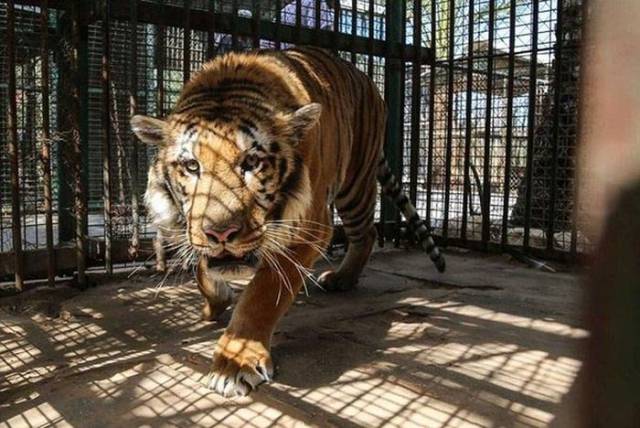 This Tiger Was Saved After Being On The Brink Of Death!