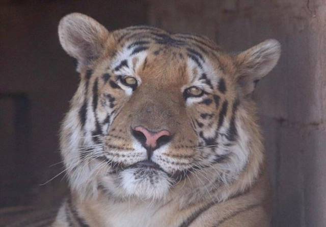 This Tiger Was Saved After Being On The Brink Of Death!