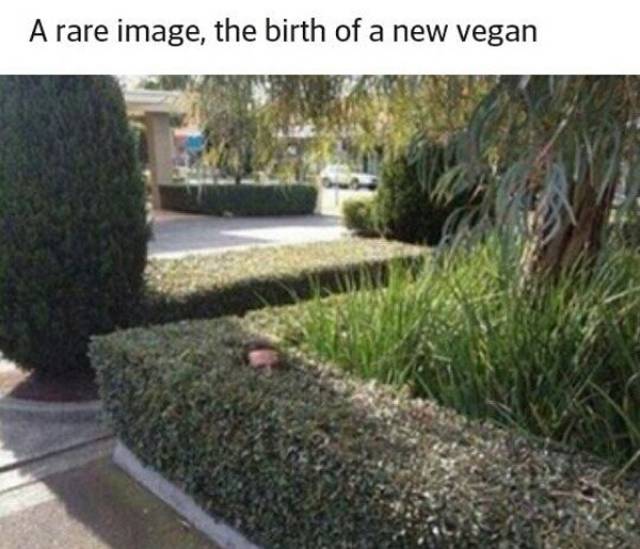 Vegans Are Always The Fresh Meat For New Memes!