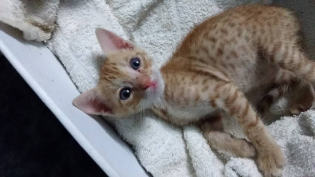 Guy Has Given This Kitty A Second Life!