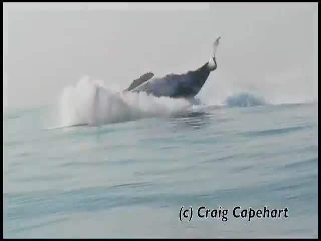 This 40-Ton Humpback Whale Jumping Entirely Out Of The Water Is A Mesmerizing Sight!
