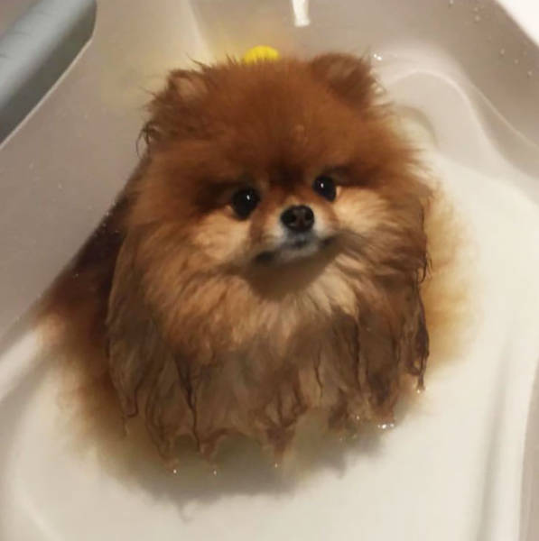 Pomeranians Are Actually Water-Soluble!