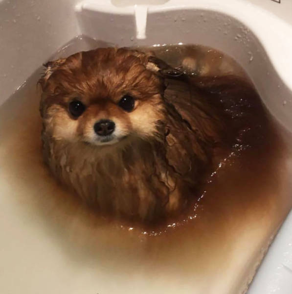 Pomeranians Are Actually Water-Soluble!
