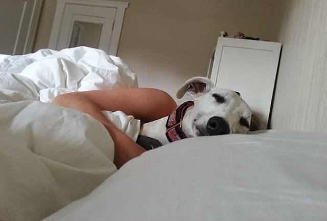 Pets Are Always Ready To Surprise Their Humans – Especially In The Morning