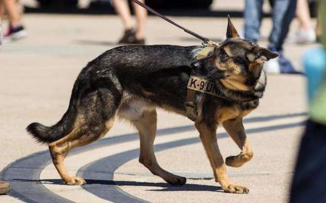 You Should Definitely Know More About K-9 Dogs That Serve Both Faithfully And Cutely