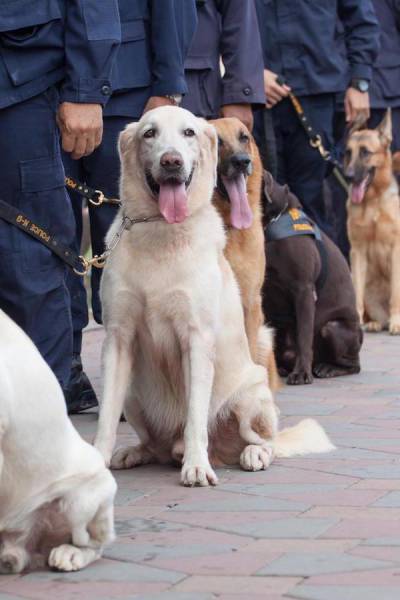 You Should Definitely Know More About K-9 Dogs That Serve Both Faithfully And Cutely