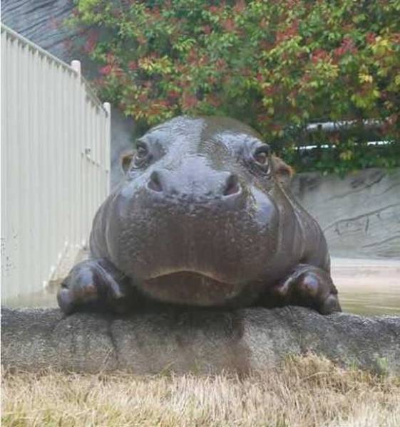 Hippo Knows How To Enjoy His Life!