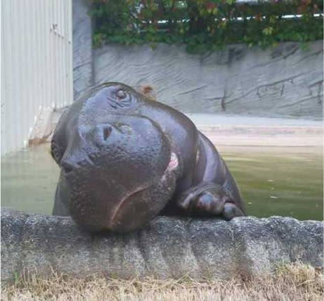 Hippo Knows How To Enjoy His Life!