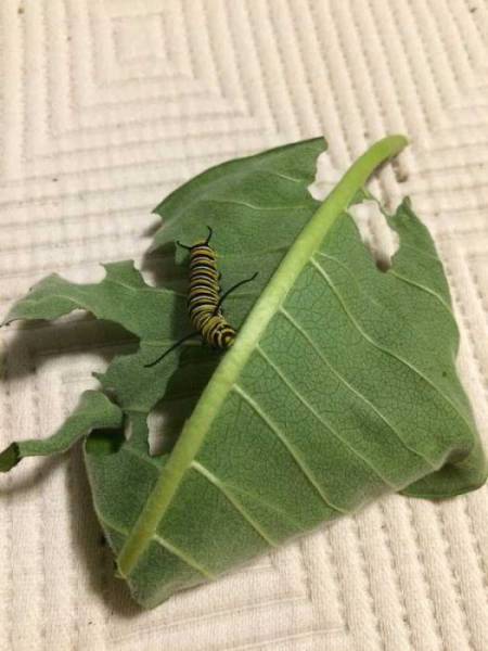 Here’s How A Beautiful Monarch Butterfly Is Born