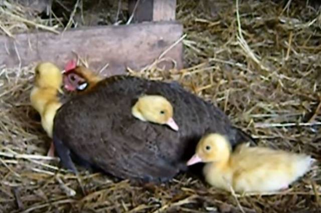 Hens Mothers Behave Like Real Mothers After All