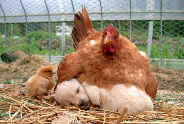 Hens Mothers Behave Like Real Mothers After All