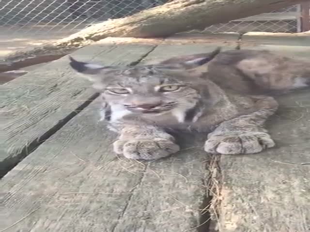 Lynx Meowing Like A Kitten