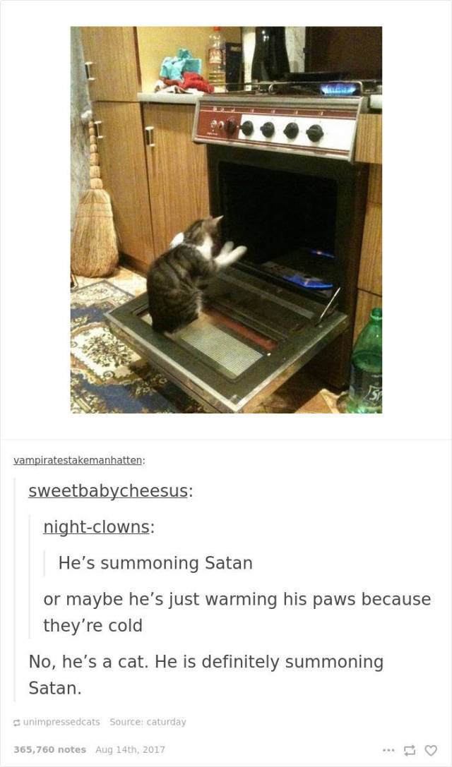 Hilarious Cat Posts On Tumblr Will Make Your Day Even Better