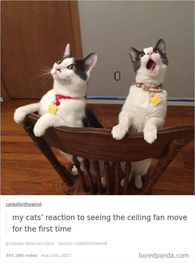 Hilarious Cat Posts On Tumblr Will Make Your Day Even Better