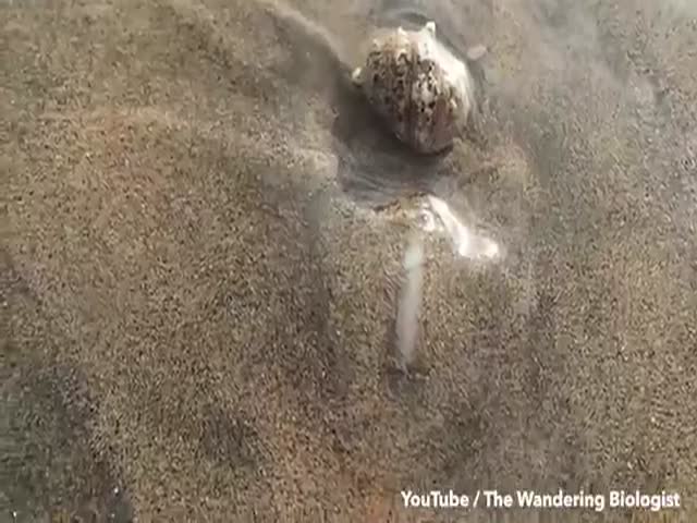A Crab Eaten Alive By The Mysterious Predator