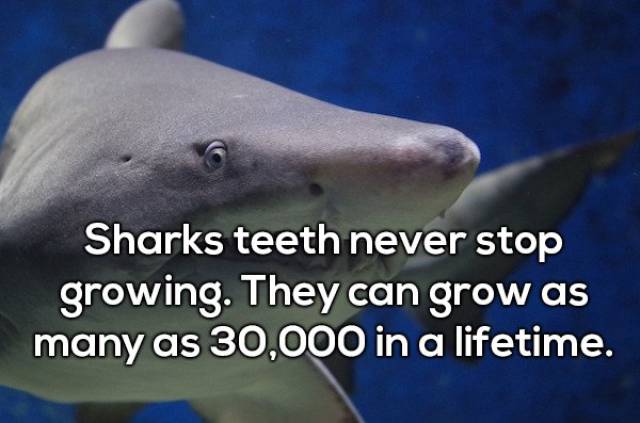 Surprising Animal Facts To Make You Smarter