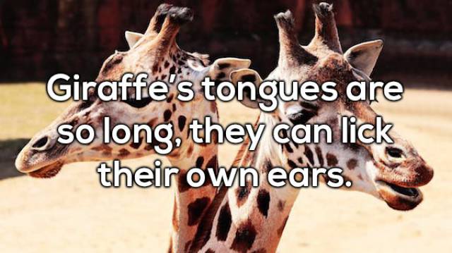 Surprising Animal Facts To Make You Smarter