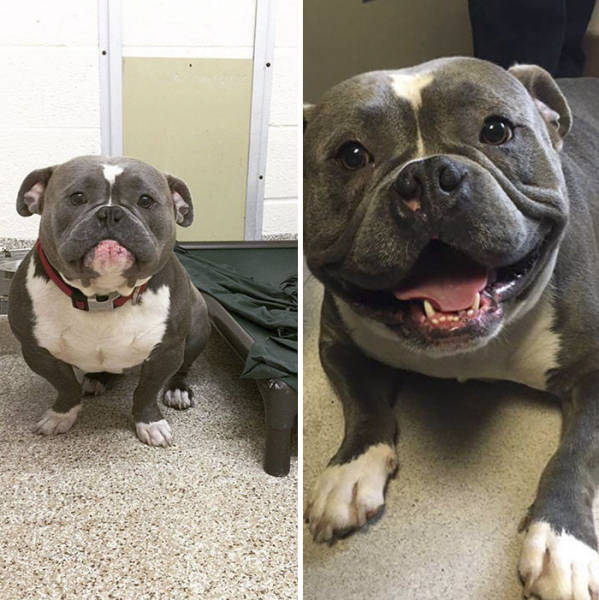 The Dog Who Found Home. His Before & After Pics Will Make Your Day