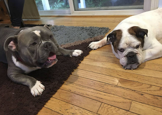 The Dog Who Found Home. His Before & After Pics Will Make Your Day