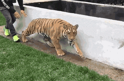 Expect The Unexpected With These Gifs