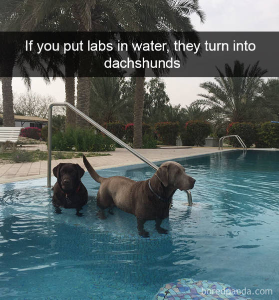 Snapchat Was Created For Dogs!