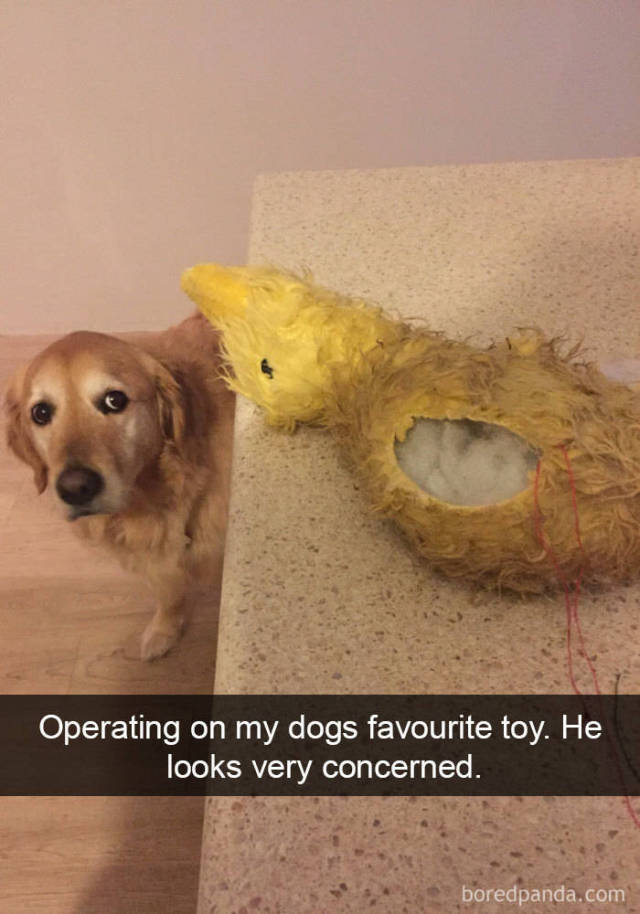 Snapchat Was Created For Dogs!