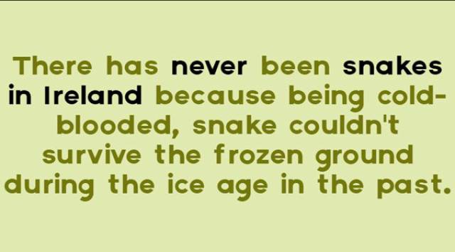 Don’t Be Afraid – These Snake Facts Don’t Bite
