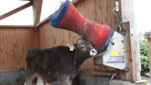 Cows Are More Similar To Dogs Than You Might Think