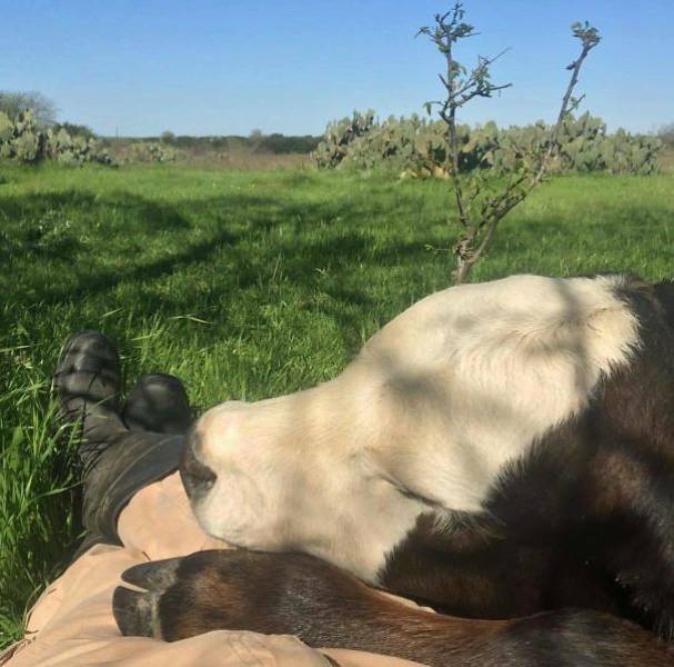 Cows Are More Similar To Dogs Than You Might Think
