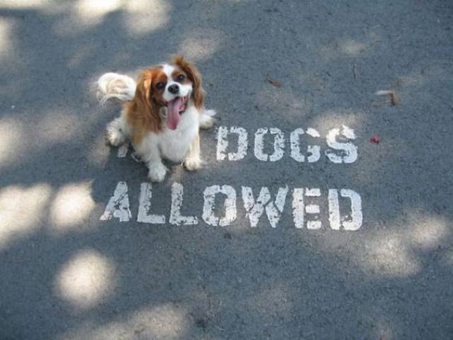 Animals Don’t Care About The Rules As Well