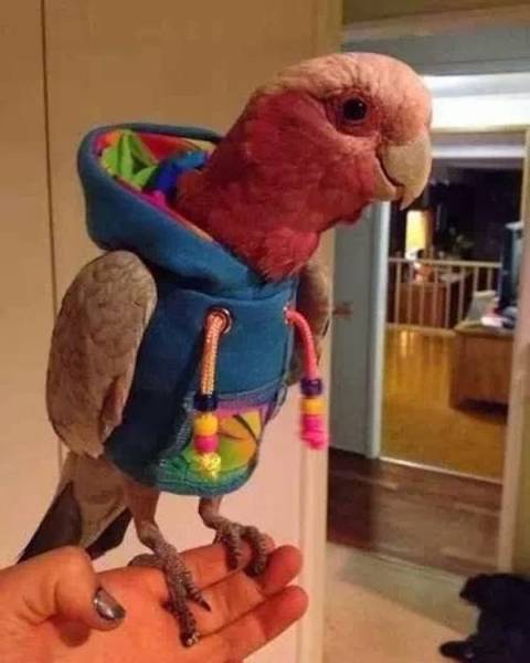 Animals Need To Be Fashionable Too!