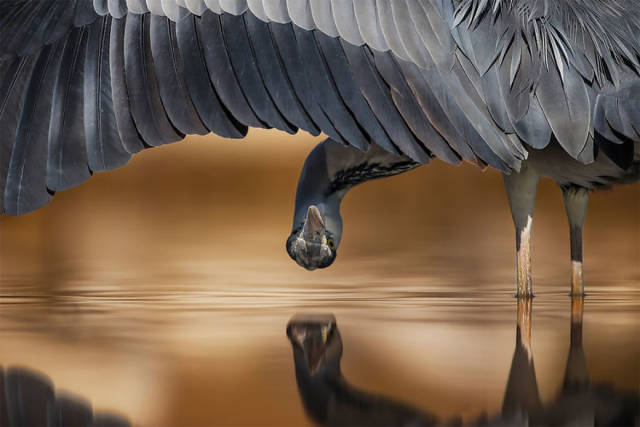 Bird Photographer Of The Year Winners Are Announced And Their Works Are Beautiful!